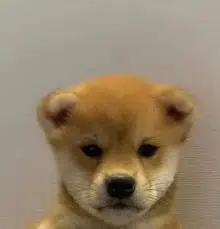 $Inu token logo