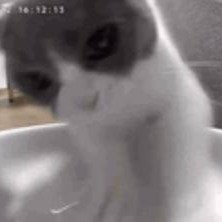 馍馍