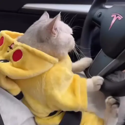 シロ
