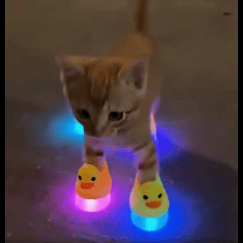 KIS