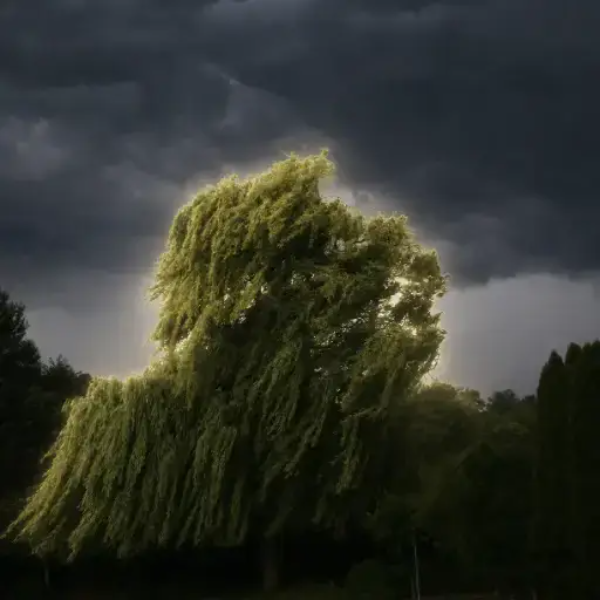 Oak