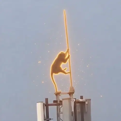 Monkey
