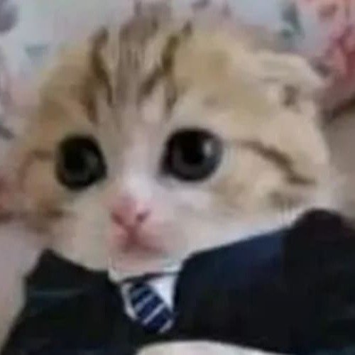 suitcat