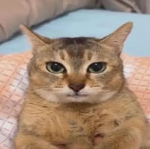 陈眉庄