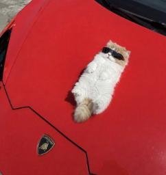 lambo