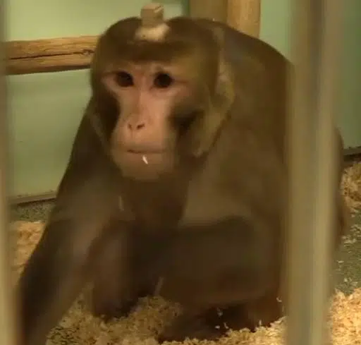 OSCAR