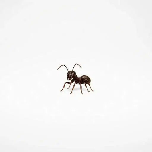 Ant