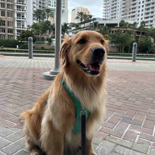 BUDDY⁠