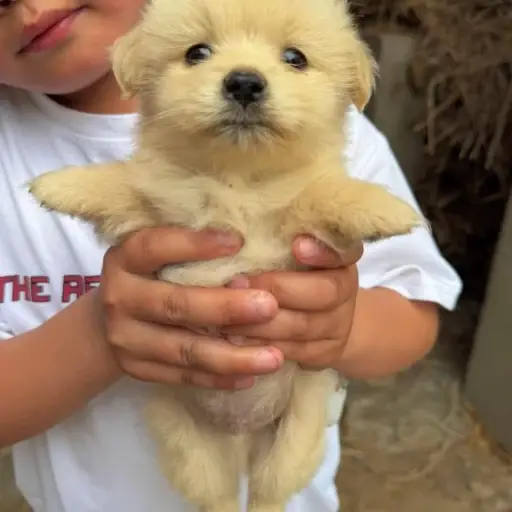 STABLEDOG