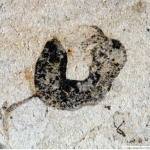 Dickbutt
