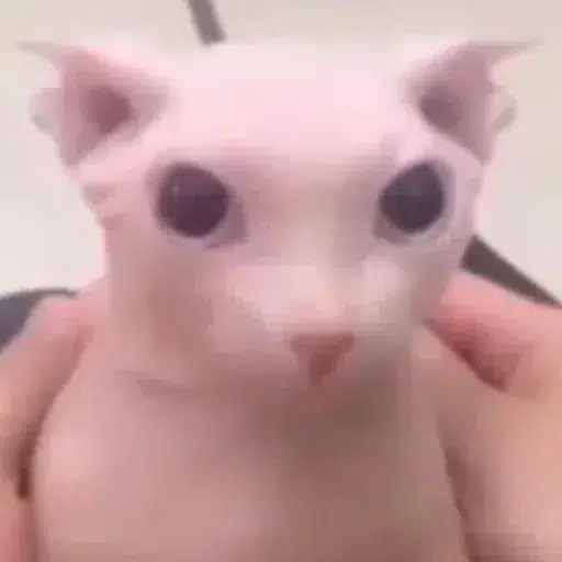 Bingus