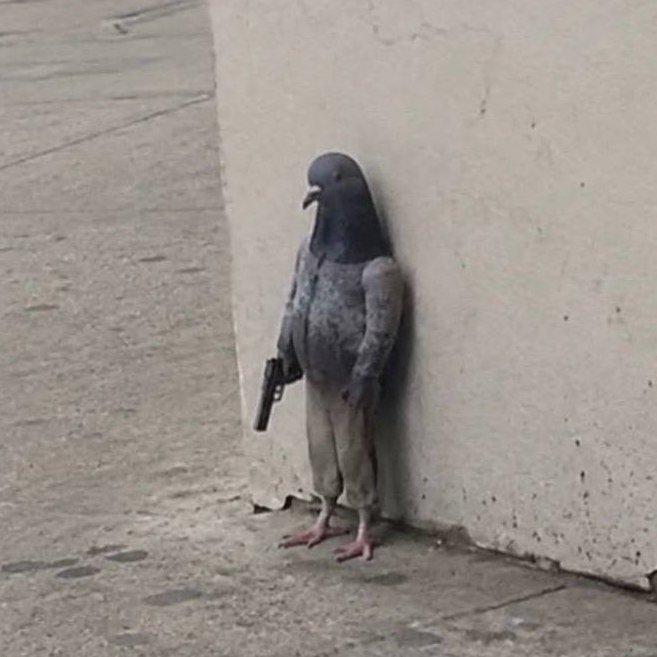 PIGEON