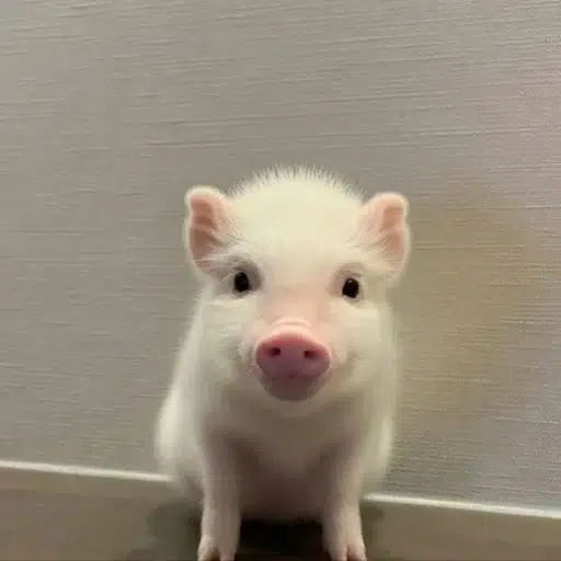 PIGACHU