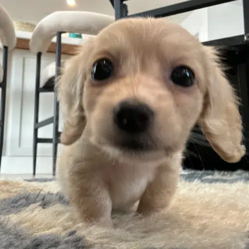 Bob