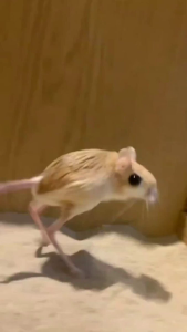 JIMOTINO
