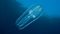 combjelly