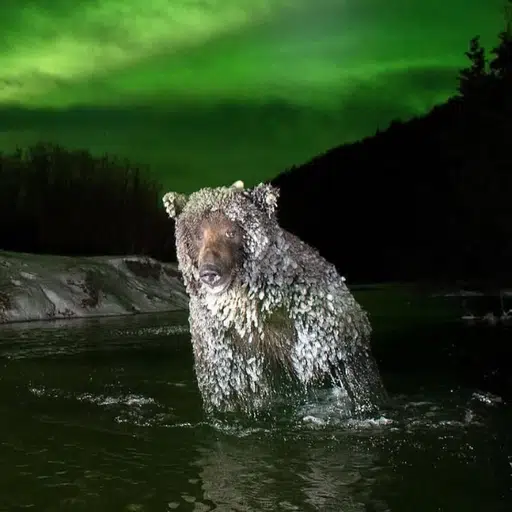 Bear