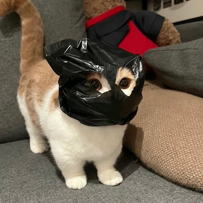 mascat