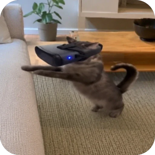GOONCAT