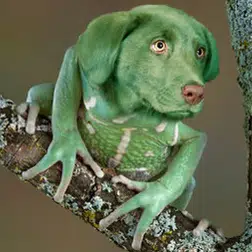 FROGDOG