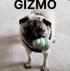 GIZMO