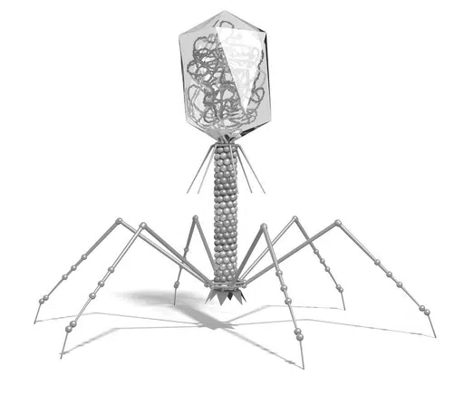 Bacteriophage