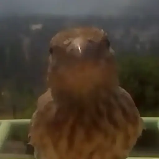 STARE
