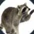 AlphaRaccoon
