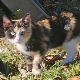 Patches