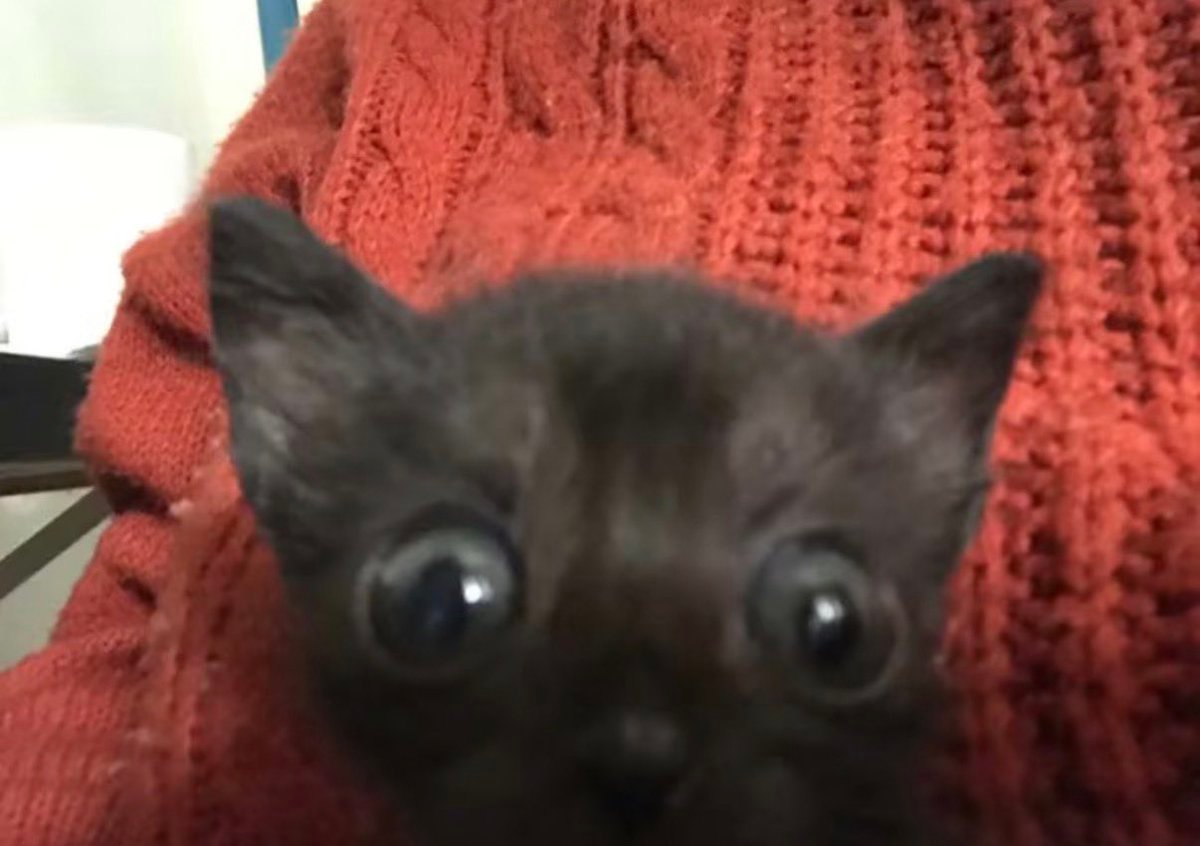 CATCHUA