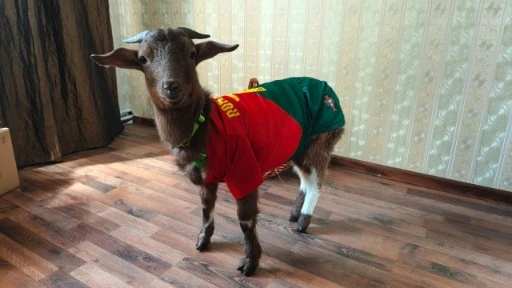 GOATNALDO