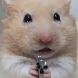 hammy