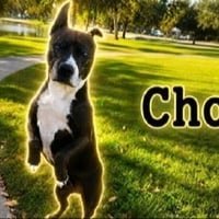 CHOOCHOO logo