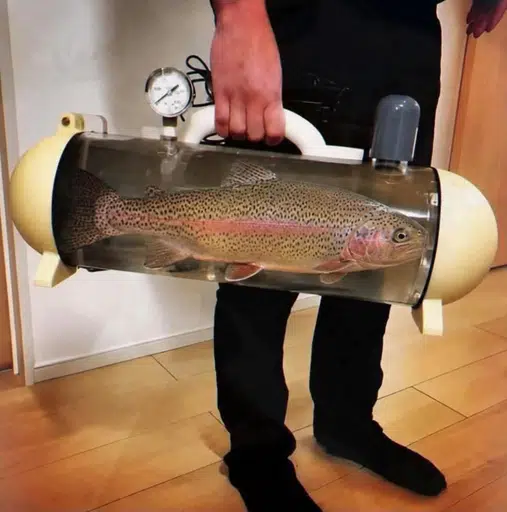 Trout