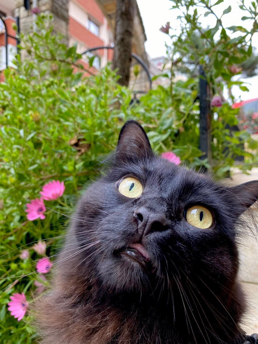 TGCAT