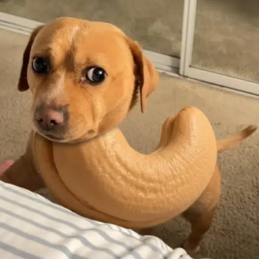 Cashew
