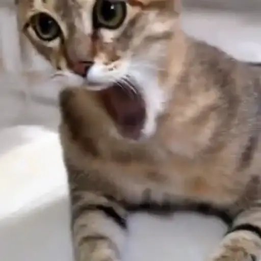 LaughCat