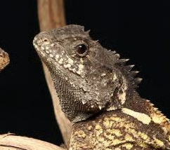 Syrax