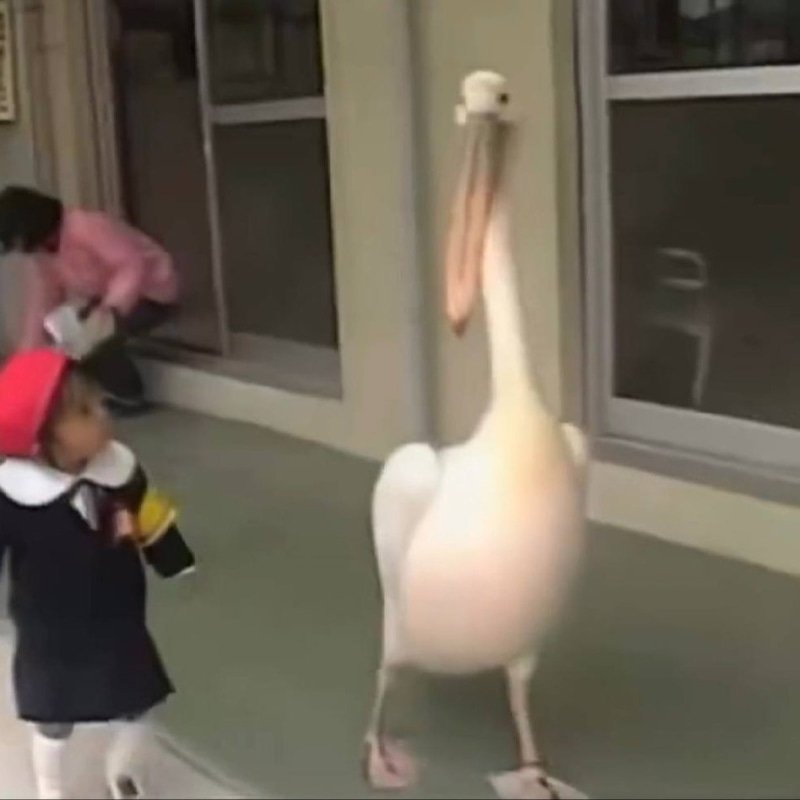 Katta