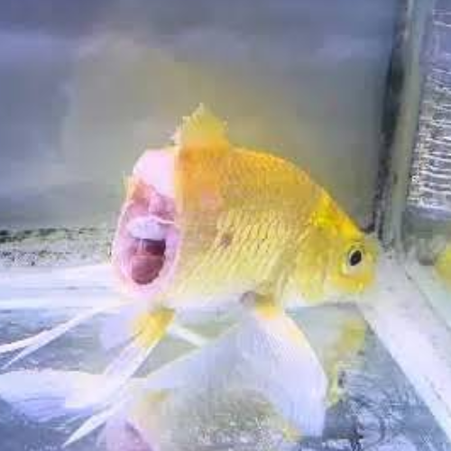 fi