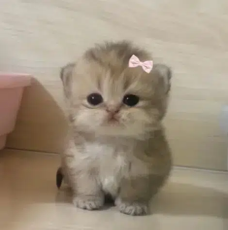 milly