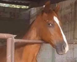 STABLE??