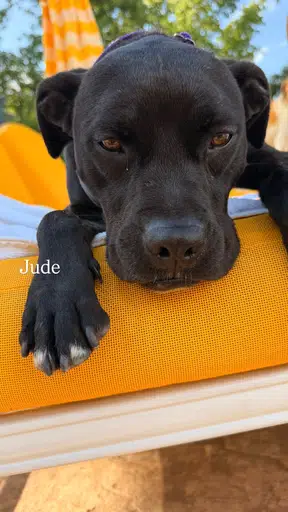 JUDE