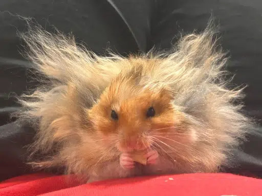 Bakuhatsu-kun