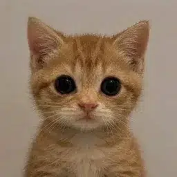 $Neko token logo