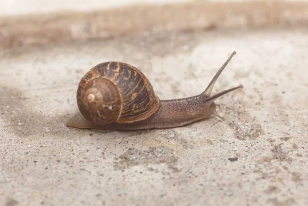 GARY — elons pet snail Solana token traded by KOLs