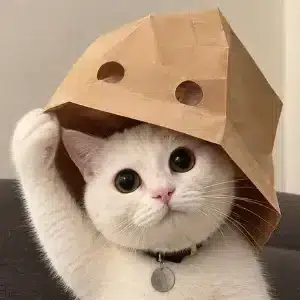 $DCAT token logo