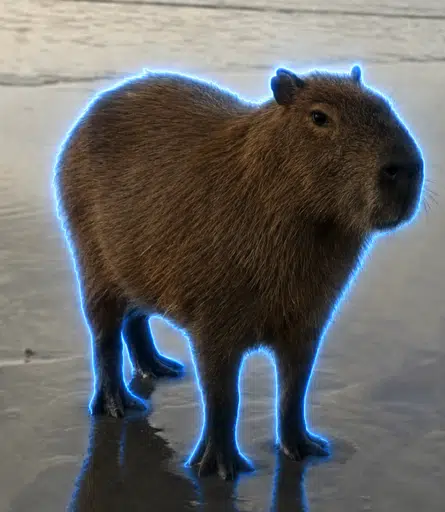 Capybara