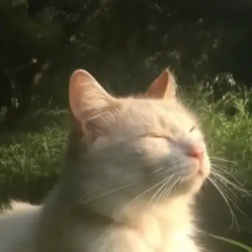 zen