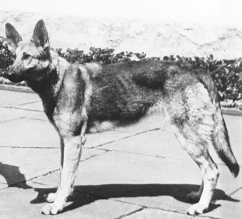 BLONDI